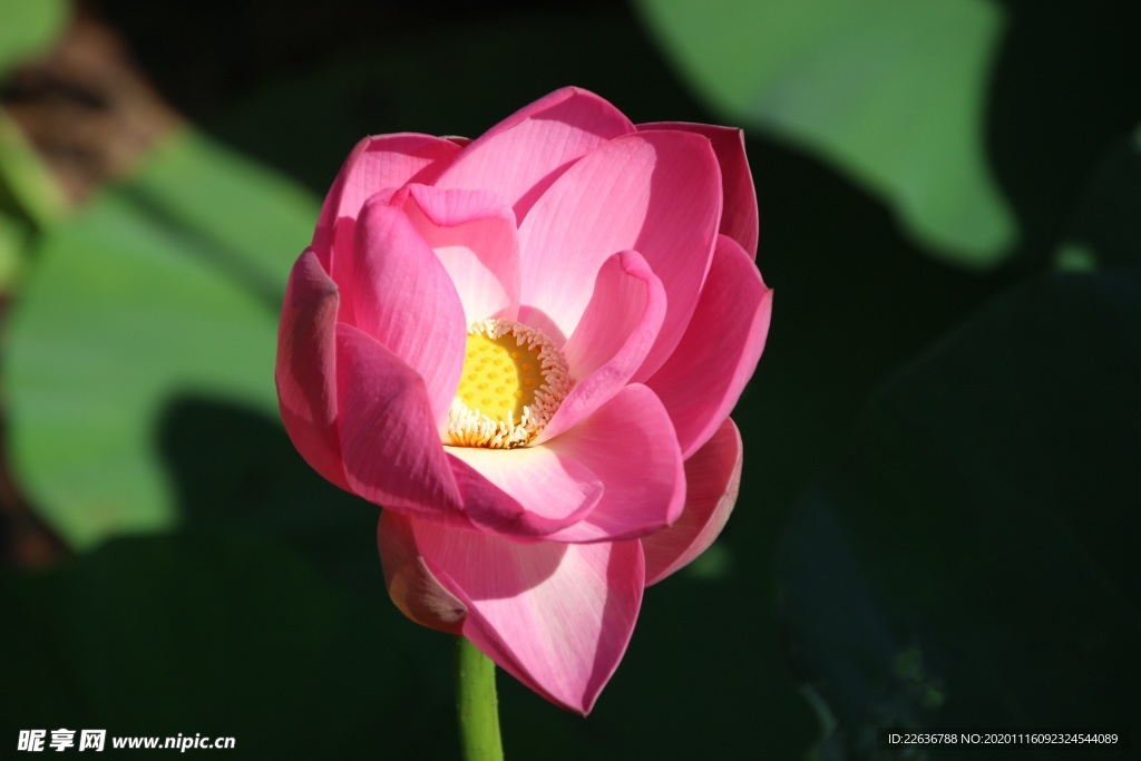 莲花