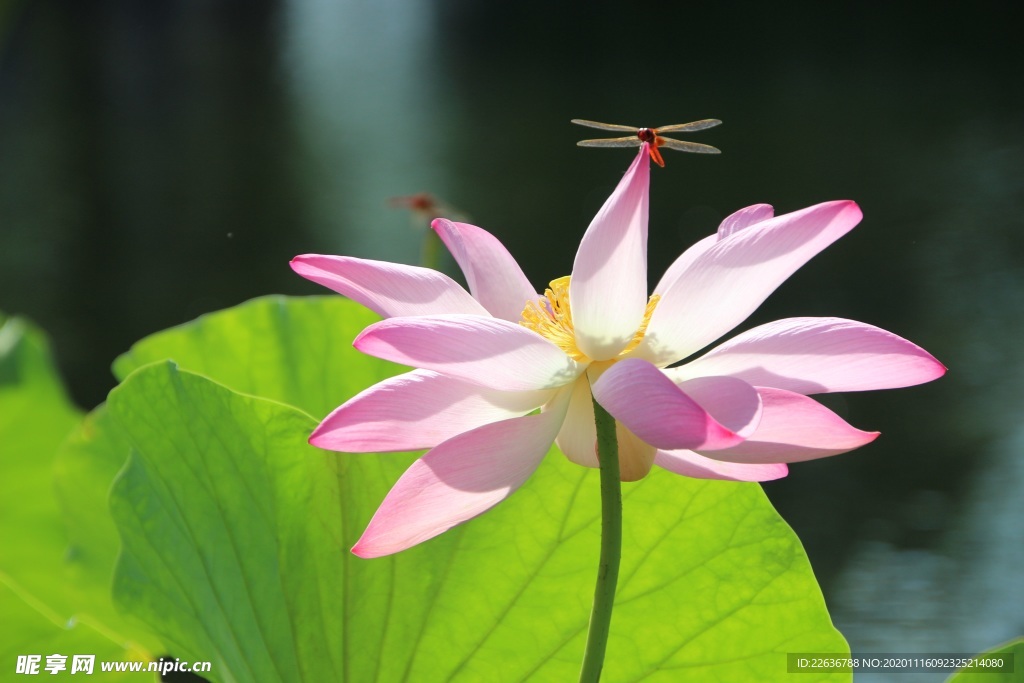 莲花