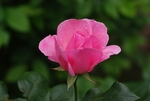 玫瑰花