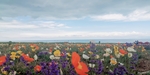 青海湖花海
