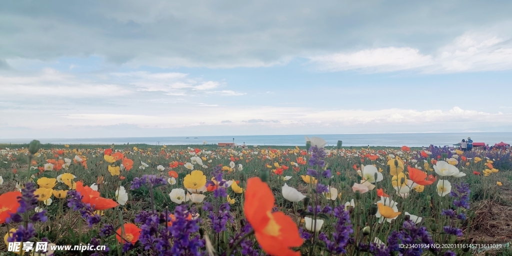 青海湖花海