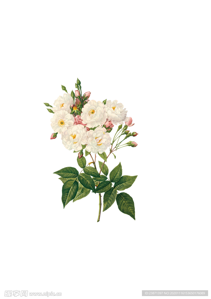 手绘花