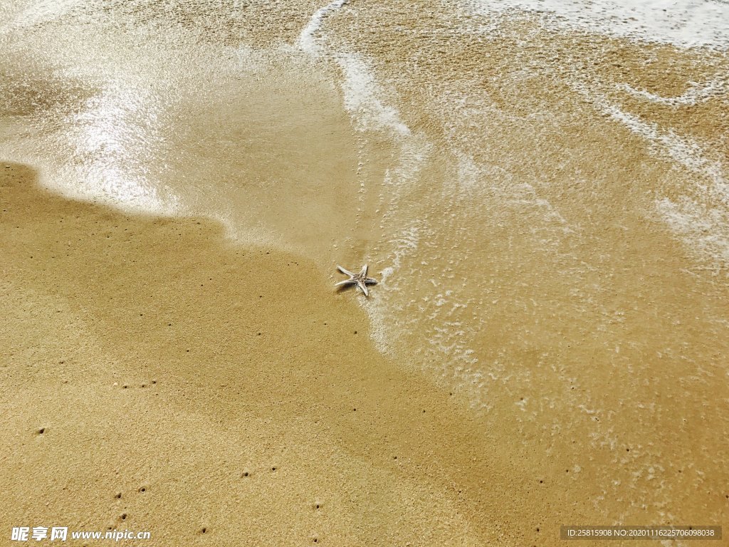 海星