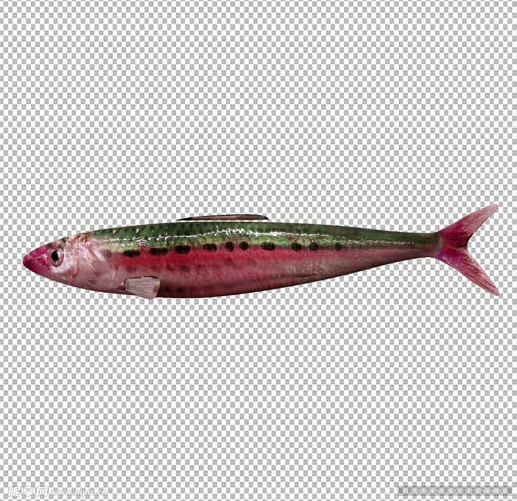 红腹沙丁鱼