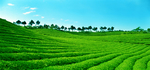 茶