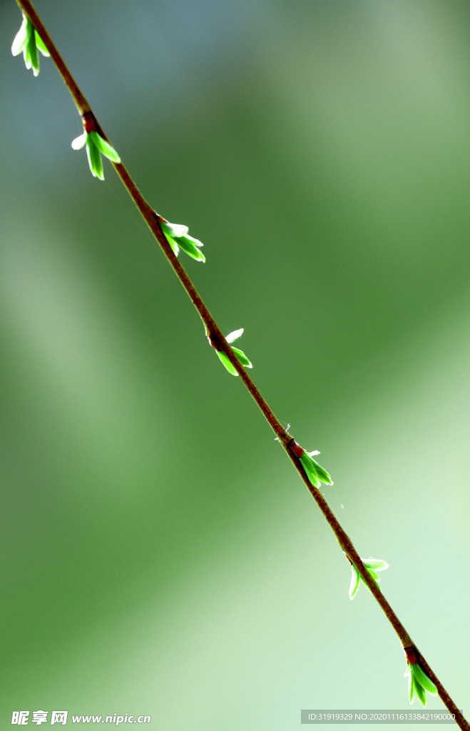 生机 绿色 树枝