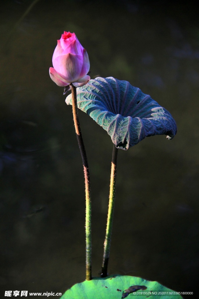 特写照片 粉  莲花