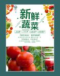 西红柿海报