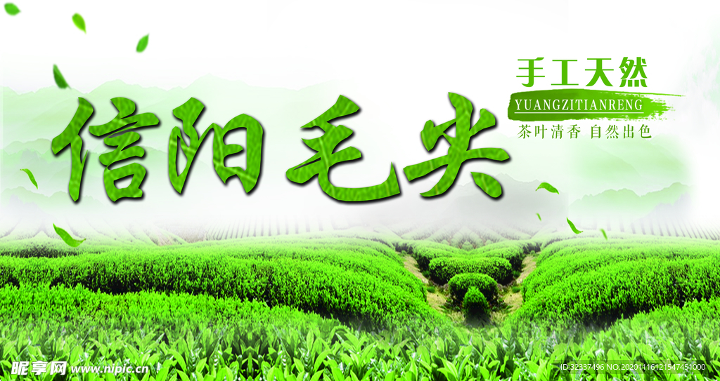 信阳毛尖