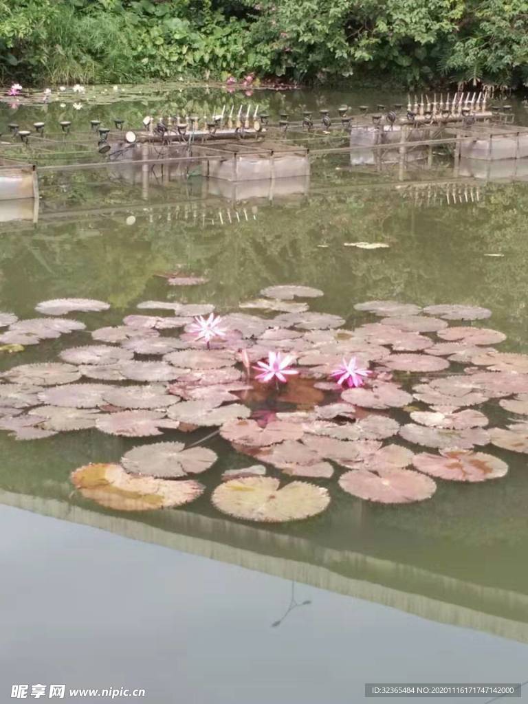 池塘