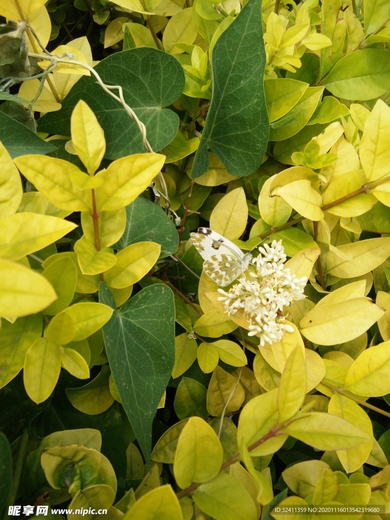 蝶恋花