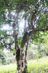茶山 茶树