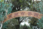茶山 茶树