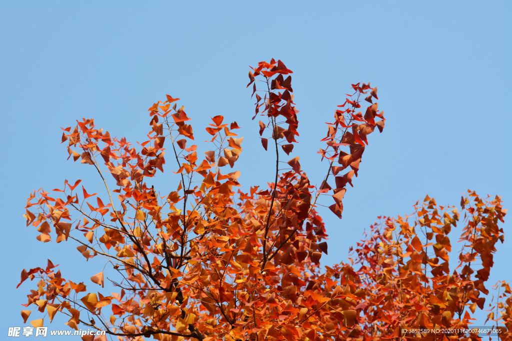 秋天红树叶