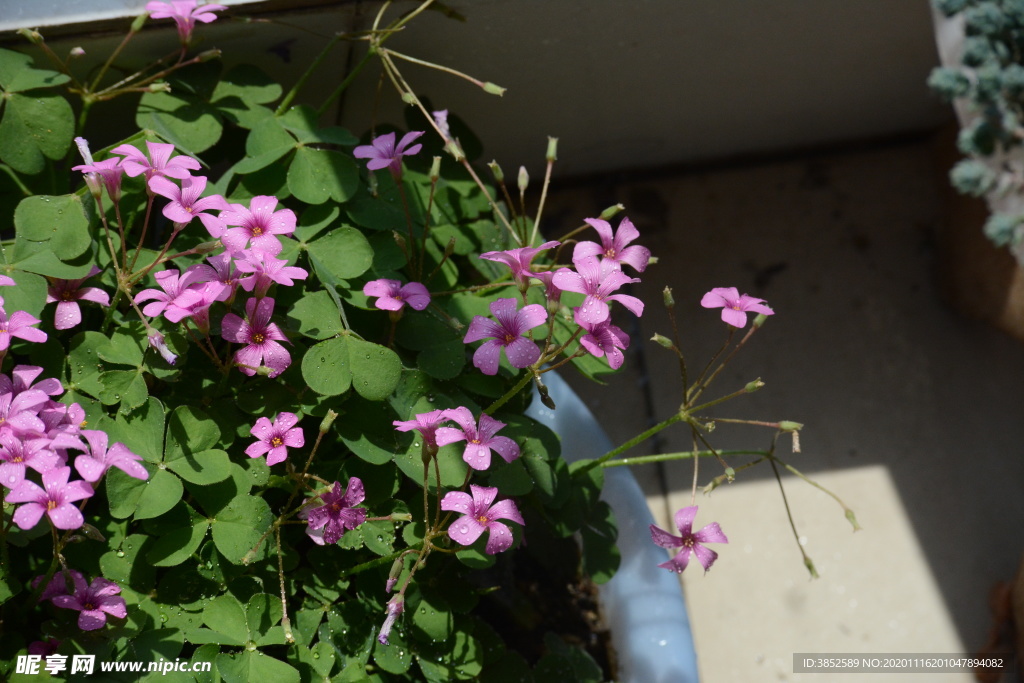 四叶花粉色花