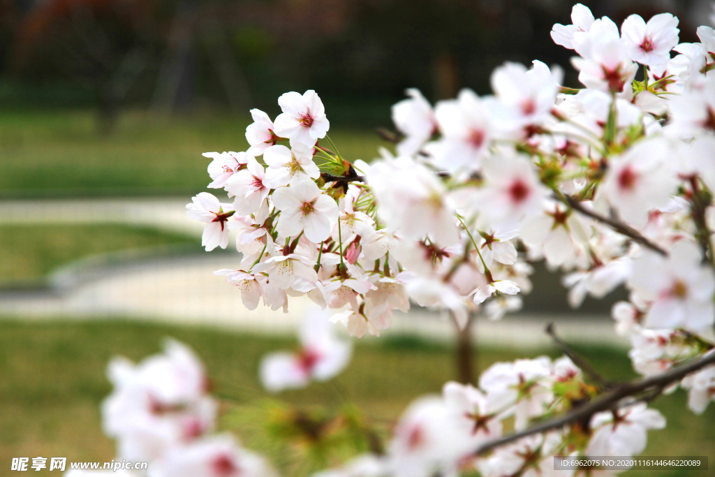 樱花