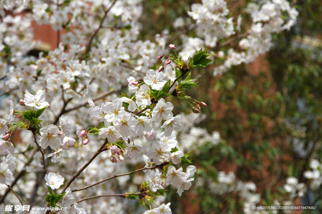 樱花