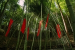 竹林