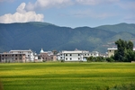 金灿灿的稻田