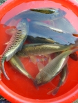鲤鱼