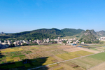 稻田