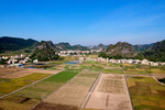 稻田
