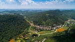 稻田