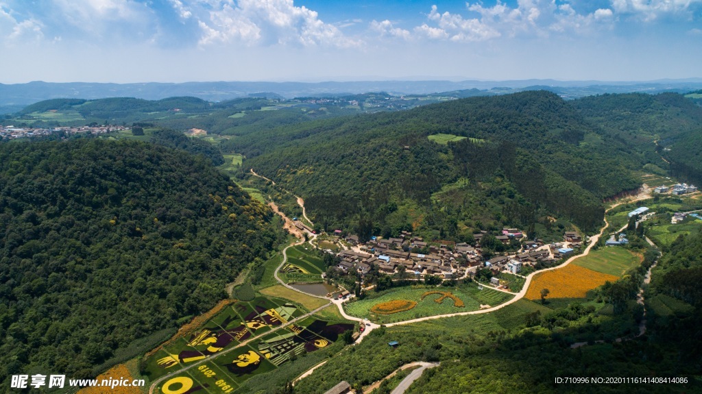 稻田