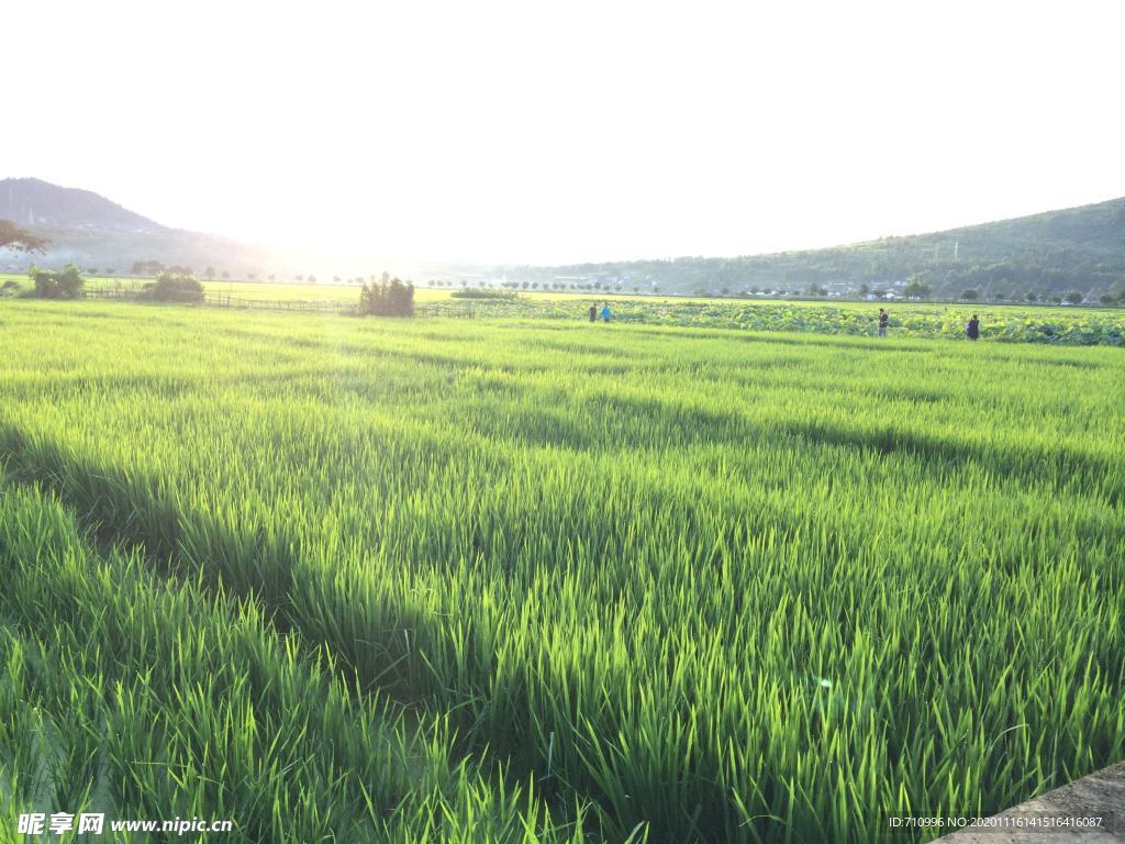 稻田