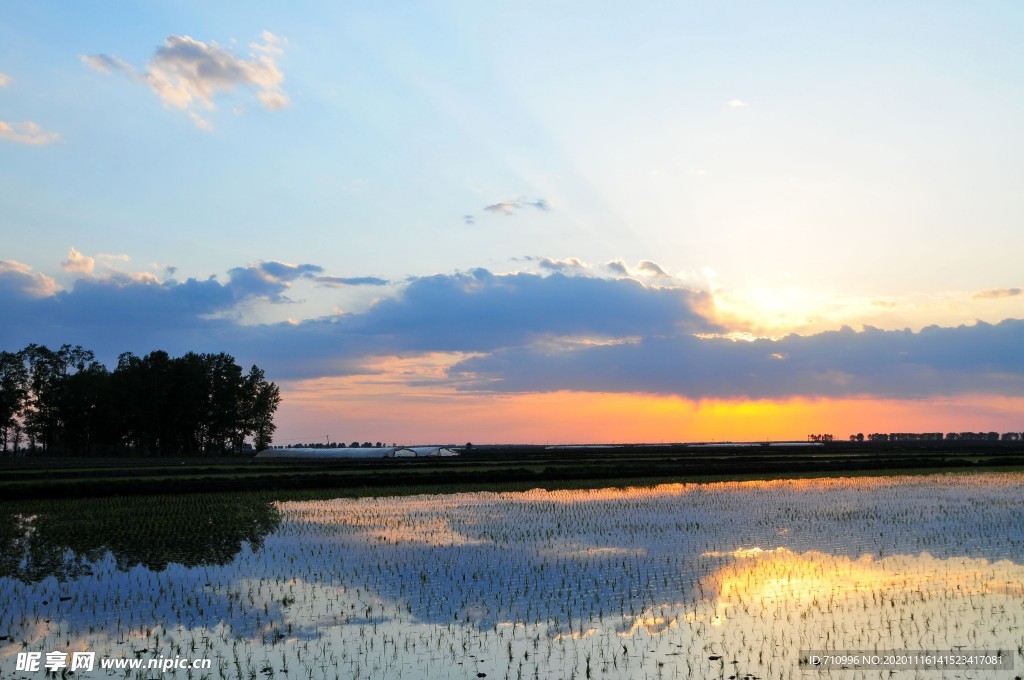 夕阳下的稻田