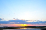 夕阳下的稻田