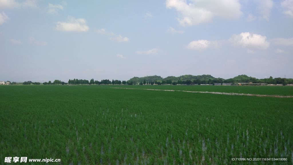 稻田