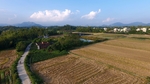 稻田