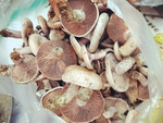 松树菌乌枞菌