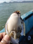 台山新鲜生蚝