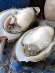 台山新鲜生蚝
