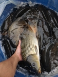 鲤鱼