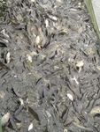 鲤鱼