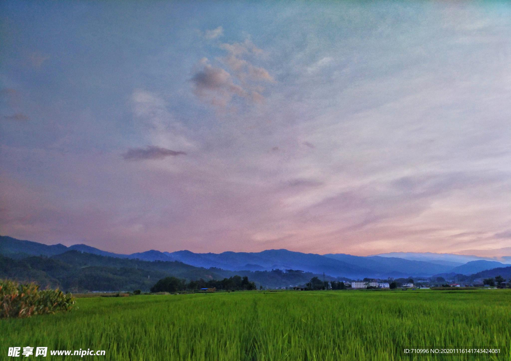 稻田