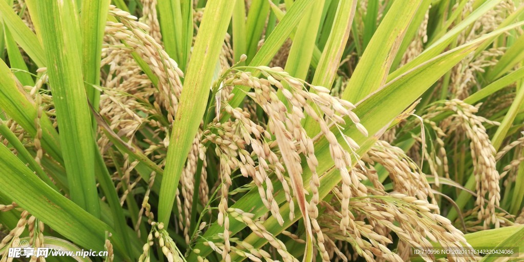 稻田