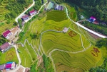 金灿灿的稻田
