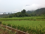 稻田
