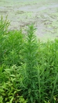 蓬草小飞蓬