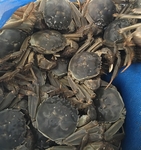 盘锦河蟹