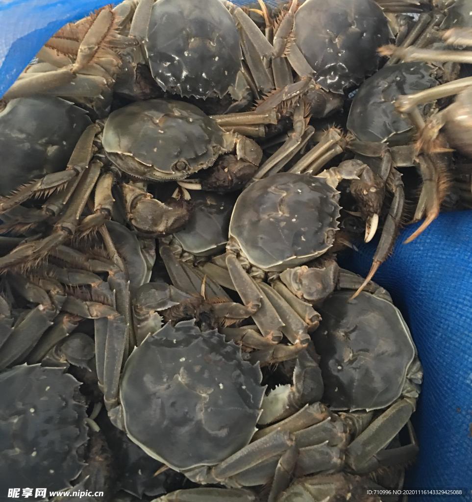 盘锦河蟹