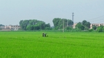 稻田