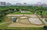 稻田