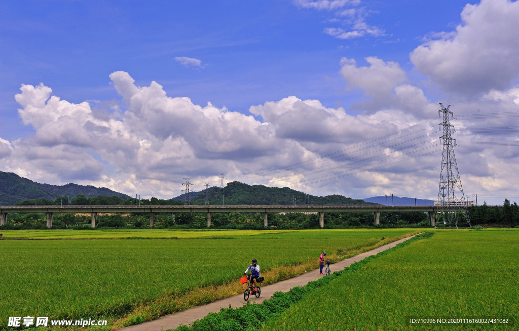 稻田风景