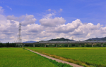 稻田风景