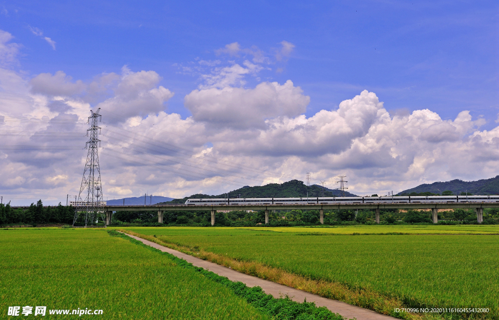 稻田风景